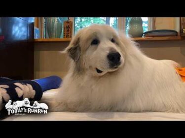 雨続きで…室内でドタバタ暴れるベルとリリーとのんびりくつろぐアランです　Great Pyrenees　グレートピレニーズ