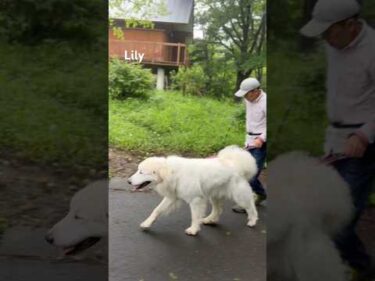 Lily リリー #greatpyrenees #todaysrunrun #グレートピレニーズ #今日のルンルン
