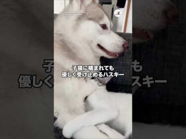 子猫に噛まれても優しく受け止めるハスキー｜PECO