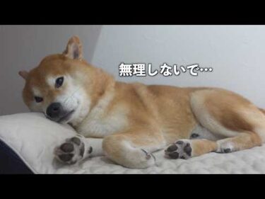 この日、柴犬の様子がいつもと違いました