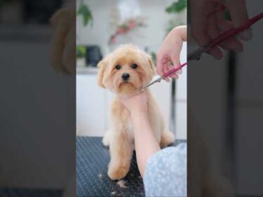 マルプーの子犬が初めてカットしたら・・・