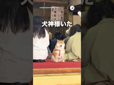 神様かと思った｜PECO