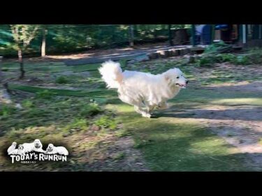 スーパースピードで砂煙を巻き上げ番犬ダッシュをする暴走犬リリーです　Great Pyrenees　グレートピレニーズ