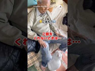 大好きなおじいちゃんへごはんの圧をかける｜PECO