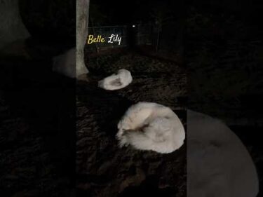Belle Lily #greatpyrenees #todaysrunrun #グレートピレニーズ #今日のルンルン