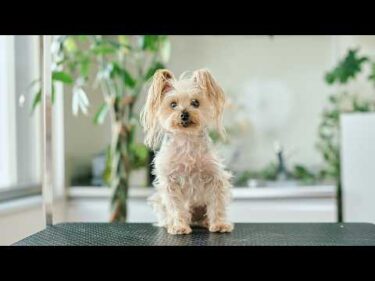 だんだん眠くなっちゃうヨーキーの癒しすぎるトリミング、長いお耳がチャームポイント！