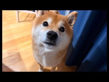 柴犬ハチ家雑談会ではありますが、あの時の話をします