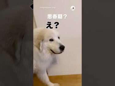 犬にも思春期があるのかもしれない｜PECO