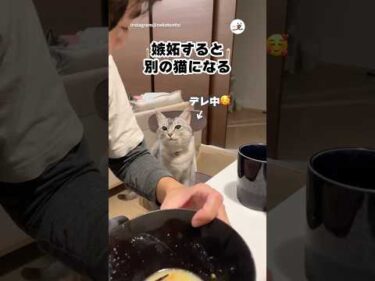 嫉妬すると別猫になる｜PECO