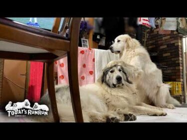 どこへ行くにもいつも一緒の仲良し姉妹なベルとリリーです　Great Pyrenees　グレートピレニーズ