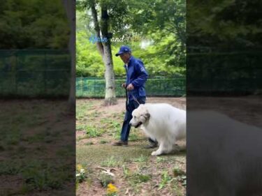 Alain and Farther #greatpyrenees #todaysrunrun #グレートピレニーズ #今日のルンルン