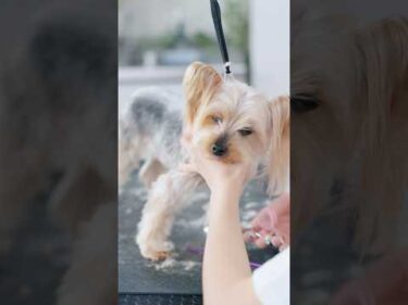 【動画全編は⬆️】だんだん眠気に負けちゃうトリミング中のヨーキー