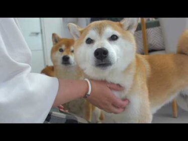 母の想いに涙が出た、実家の柴犬の検査結果。