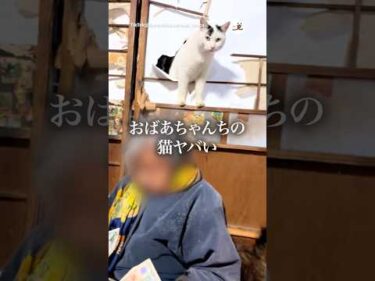 おばあちゃん後ろ！後ろ！｜PECO