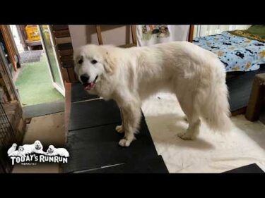 ソファーを諦めないふたりの戦い…守るお父さんと攻め続けるリリーです　Great Pyrenees　グレートピレニーズ