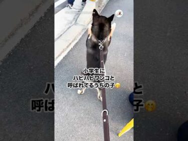 ハピハピワンコ😂｜PECO