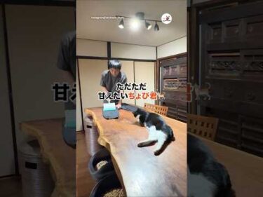 ただただ甘えたいちょび君🐈｜PECO