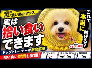 【トレーナー検証】話題の拾い食い防止グッズ、本当に防げる？正しい拾い食い対策も解説します【犬のしつけ】