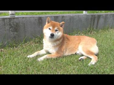 庭に出た柴犬、とある理由でやけくそになりました