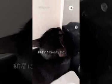 新居へ引っ越して愛猫が居なくなったと思ったら｜PECO
