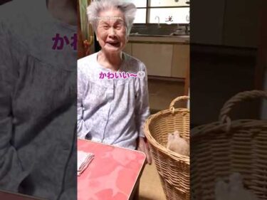 愛犬を亡くした103歳のおばあちゃんのもとに子犬がやってきて｜PECO