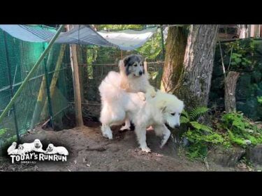 リリーを排除して秘密基地を独占しようと企むベルです　Great Pyrenees　グレートピレニーズ