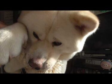 【秋田犬ゆうき】朝の六時からテンションを上げられても飼い主は眠くて付いて行けないムリです【akita dog】