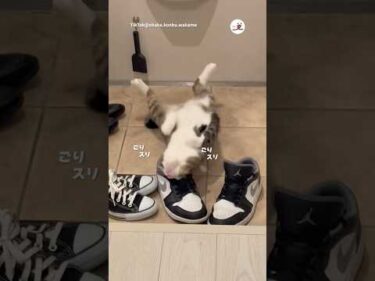 靴の中に顔突っ込む猫｜PECO