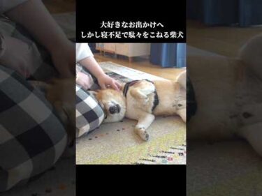 柴犬は眠くて動きたくない⁉️駄々こねる様子が可愛すぎる #shibainu #犬のいる暮らし #拒否犬