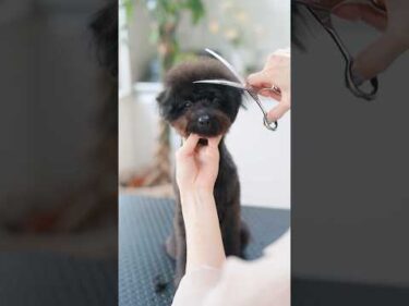 黒い毛の子犬をカットしたら・・・