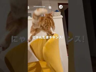 そこに「にゃんたま」があったから…｜PECO