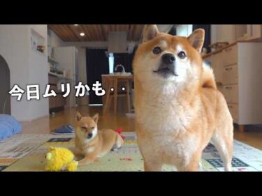 雨で柴犬が鳴いてると‥思わず飼い主がニコッとする現象に