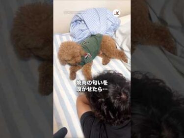 焼肉の匂いを嗅がせたら…｜PECO