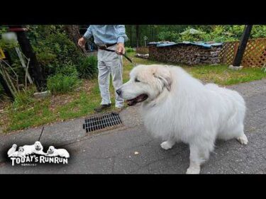 どうしても道まで行きたくて頑張って歩いたアランです　Great Pyrenees　グレートピレニーズ