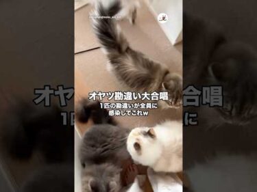 1匹の勘違いが全員に感染してこれw｜PECO