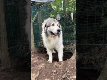 Belle ベル #greatpyrenees #todaysrunrun #グレートピレニーズ #今日のルンルン