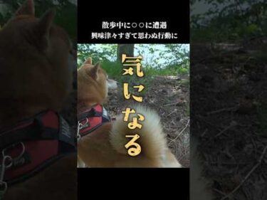 柴犬は興味津々で、ママが怖がってるのに勇猛果敢にアレに挑む…！ #shibainu #拒否犬　#柴犬ハチ