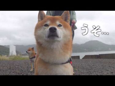 海まで来た柴犬を待っていたのは、悲しすぎる現実でした