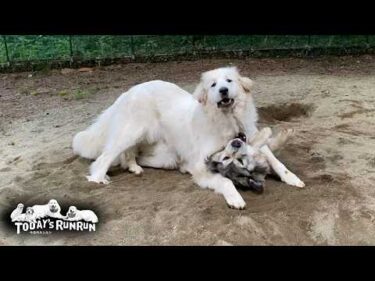 倒しても倒しても起き上がる…不屈のリリーに苦戦するベルです　Great Pyrenees　グレートピレニーズ