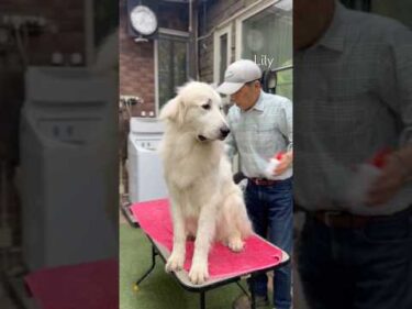 Lily リリー #greatpyrenees #todaysrunrun #グレートピレニーズ #今日のルンルン