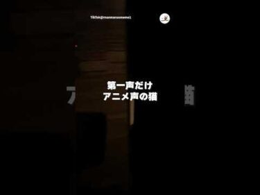 アニメ声の猫｜PECO