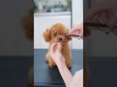 可愛いすぎるトイプーの子犬が初カットで・・・