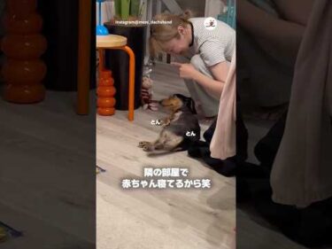 ママに構ってもらえて嬉しいワンコ｜PECO