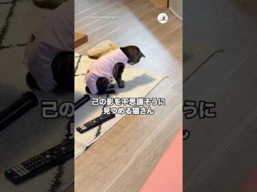 己の影を不思議そうに見つめる猫さん｜PECO