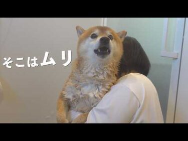 柴犬の一番苦手なところを洗ったら、急に話しかけてきました