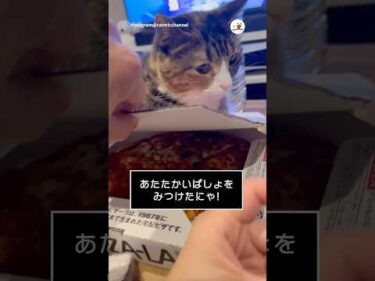 ここすごく暖かいぞ！🍕｜PECO