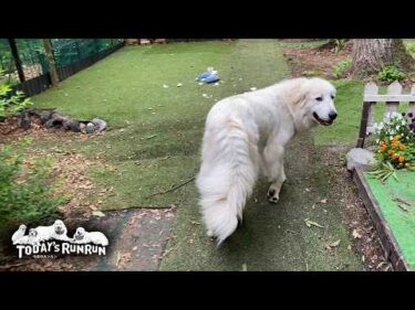 どうしても止められないイタズラ…アランのクッションを壊したリリーです　Great Pyrenees　グレートピレニーズ