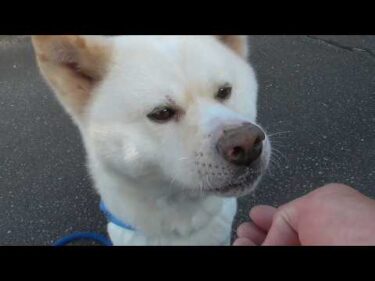 【秋田犬ゆうき】衣替えをしてくれる心遣いはありがたいのだが暑さは変わらないので若干怒る【akita dog】