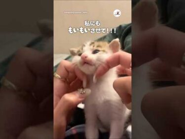 もいもいしたいねぇ｜PECO