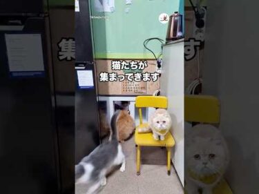 小窓から続々と出勤してくる猫たち｜PECO